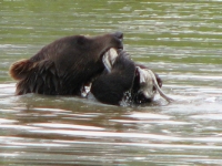 Bear playing in pond